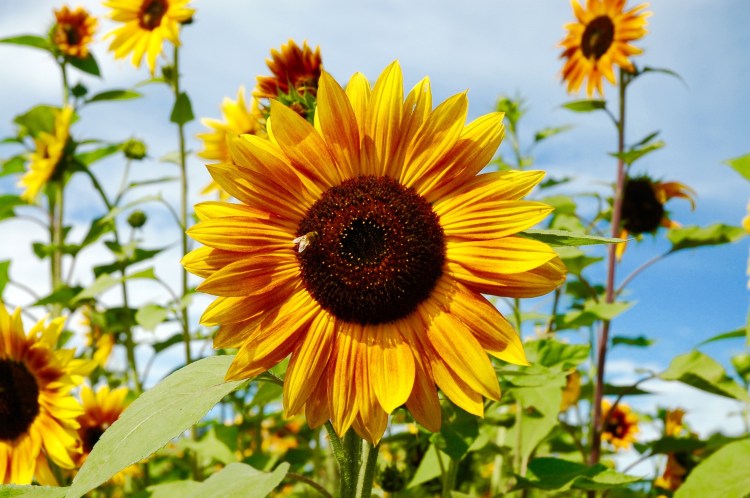 Bright yellow sunflowers in full bloom under a sunny blue sky, with a bee landing on one.